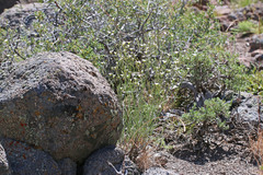 Eremogone ferrisiae