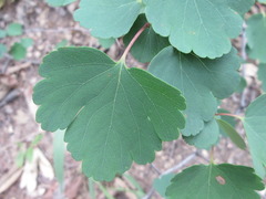 Spiraea blumei