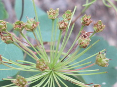 Spiraea blumei