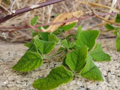 Magnoliopsida
