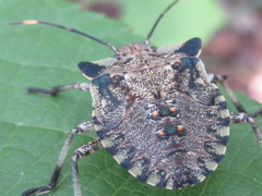 Pentatoma semiannulata