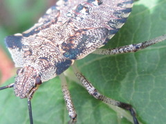 Pentatoma semiannulata