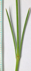 Eremogone ferrisiae