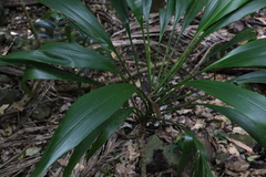Cordyline petiolaris