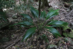 Cordyline petiolaris
