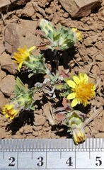 Chaetanthera flabellata