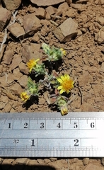 Chaetanthera flabellata