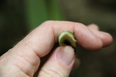 Cordyline petiolaris