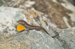 Anolis gingivinus