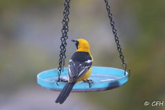 Icterus cucullatus