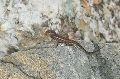 Anolis gingivinus