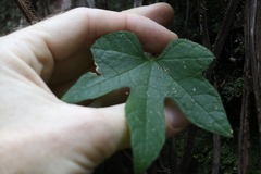 Trichosanthes subvelutina