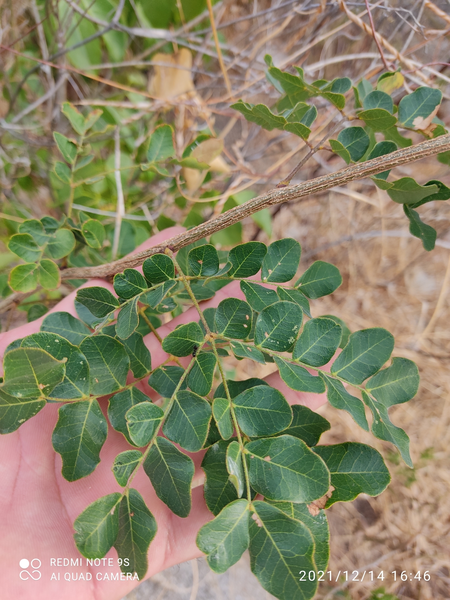 Cenostigma nordestinum