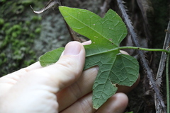 Trichosanthes subvelutina