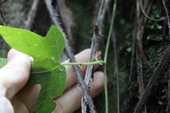 Trichosanthes subvelutina