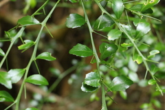 Citrus australasica