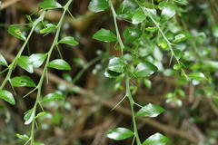 Citrus australasica