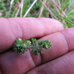 Alchemilla nivalis