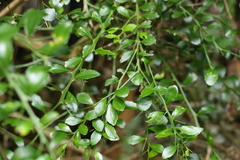 Citrus australasica