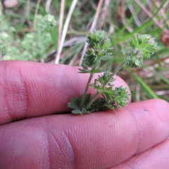 Alchemilla nivalis