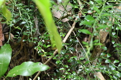 Citrus australasica