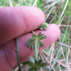 Alchemilla nivalis