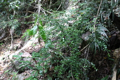 Citrus australasica