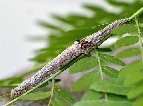 Betrothed Underwing