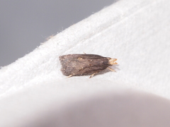 Pexicopia melitolicna