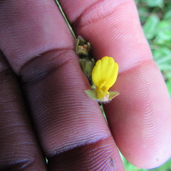 Calceolaria mexicana