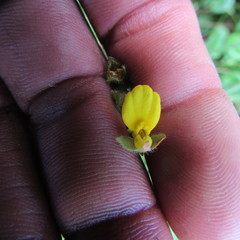 Calceolaria mexicana