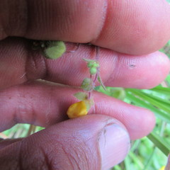 Calceolaria mexicana