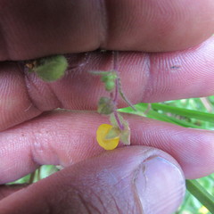 Calceolaria mexicana