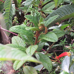 Centropogon asclepiadeus