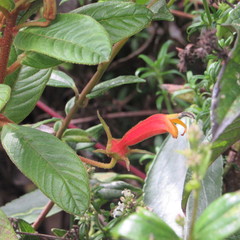 Centropogon asclepiadeus