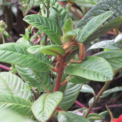 Centropogon asclepiadeus
