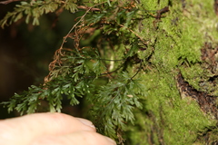 Abrodictyum caudatum