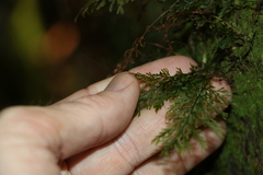 Abrodictyum caudatum