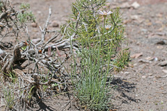 Erigeron argentatus