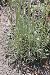 Erigeron argentatus
