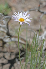 Erigeron argentatus