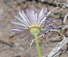 Erigeron argentatus