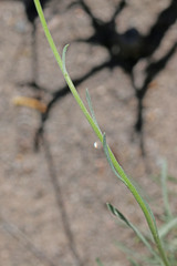 Erigeron argentatus