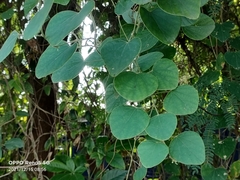 Magnoliopsida