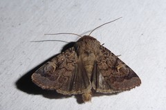 Proteuxoa tetronycha