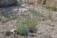 Erigeron argentatus