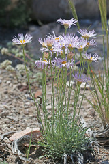 Erigeron argentatus