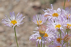 Erigeron argentatus