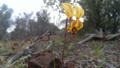 Diuris hazeliae