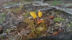Diuris hazeliae